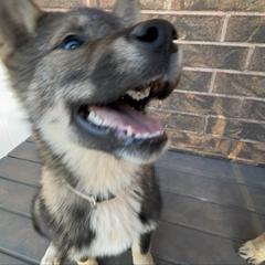 Kotoko - Black sesame female Shikoku Ken puppy in Tribbey, Oklahoma from Osaka Ninken Shikoku