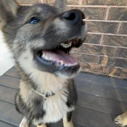 Kotoko - Black sesame female Shikoku Ken puppy in Tribbey, Oklahoma from Osaka Ninken Shikoku