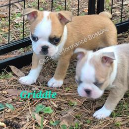 Boy 3 - Red male Boston Terrier puppy in Griffin, Georgia from Celtic Kennel Bostons