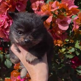 Girl - Black and tan parti female Pomeranian puppy in Los Angeles, Santa Clarita, California from LT_Poms