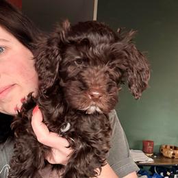 Jovi - Brown female Cockapoo puppy in Denver, Pennsylvania from Greenview Puppies