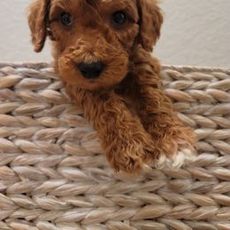 Goldendoodle Puppies from Heavenly Goldendoodles