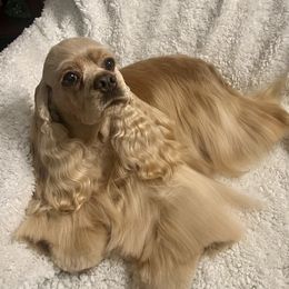 Harley - Cocker Spaniel