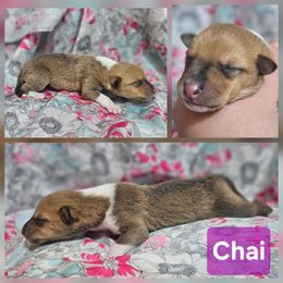 Chai - Sable and white female Collie puppy in Eldorado, Kansas from Prairie Creek