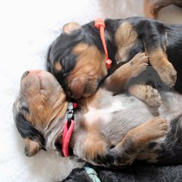 Bernedoodle and Goldendoodle Puppies from Central Texas Doodles, LLC.