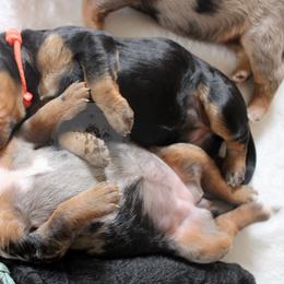 Bernedoodle and Goldendoodle Puppies from Central Texas Doodles, LLC.