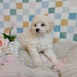 Elliot - White male Poodle puppy in Blanch, North Carolina from Faithful Hearts Kennel