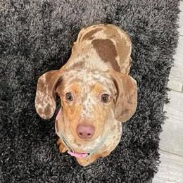 Lilah - Dachshund