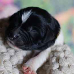 Manticor - White and black male Newfoundland puppy in Madison, Wisconsin from Riddle Family Newfoundland
