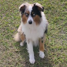 Wolfie - Miniature Australian Shepherd