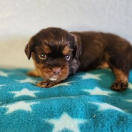 Roxy - Chocolate female Cavalier King Charles Spaniel puppy in Marshfield, Missouri from Clearview Kennels