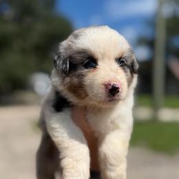 Skye AKC - Blue merle female Australian Shepherd puppy in Polk City, Florida from Skaky Shepherds