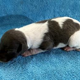 Sprite - White and blue female Whippet puppy in Gentry, Arkansas from Mardel Robeson of Mulberry Hollow Whippets