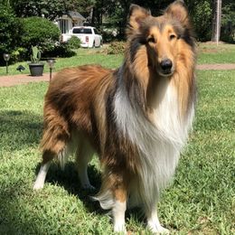 Collie puppies from Rough Collie Studding
