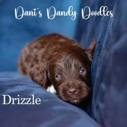 Drizzle - Brown and white male Aussiedoodle puppy in Roebuck, South Carolina from Dani's Dandy Doodles