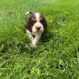 Suade - Liver white and tan male English Springer Spaniel puppy in Derby, Vermont from Ledge N' Tree English Springer Spaniels