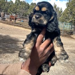 Cocker Spaniel Puppies from Hidden Valley Cocker Spaniels