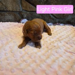 Light Pink Girl - Dark golden female Golden Retriever puppy in Elk River, Minnesota from Meadow Creek Goldens