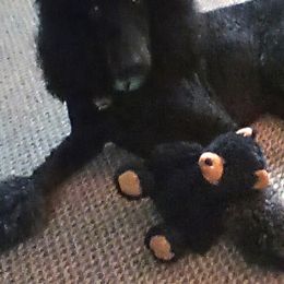 Poodles from Smoky Bear Breeding