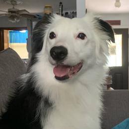 Yonah - Miniature Australian Shepherd