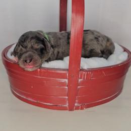 Boy 1 - Merle male Saint Berdoodle puppy in Battle Ground, Washington from Mad Hatter Farms Saint Berdoodles