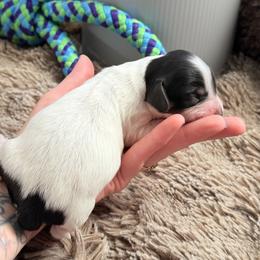 Mr. potato head - Piebald male Dachshund puppy in Paso Robles, California from Drift & Dash Dachshunds