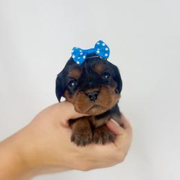 Cavalier King Charles Spaniel, Cavapoo, and Poodle Puppies from Red Skye Puppies
