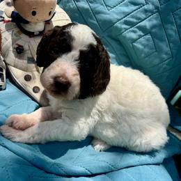 Rey - Parti female Poodle puppy in San Antonio, Texas from Chocolate Pet Connection