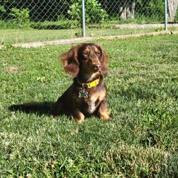 Olive - Dachshund