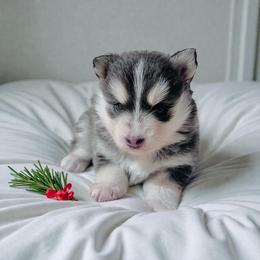 Luna - Blue female Pomsky puppy in Greencastle, Indiana from JDpomskies