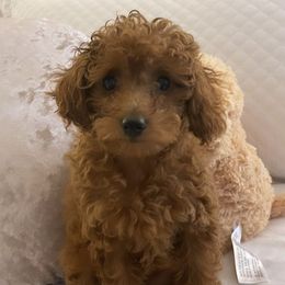 Bonnie - Poodle