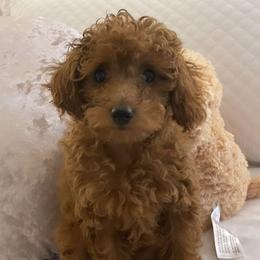 Bonnie - Poodle