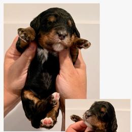 Emma - Tri-color female Bernedoodle puppy in Chattanooga, Tennessee from Scenic City Doodles