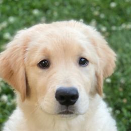 Golden Retriever and Nederlandse Kooikerhondje Puppies from Morning Sky Goldens