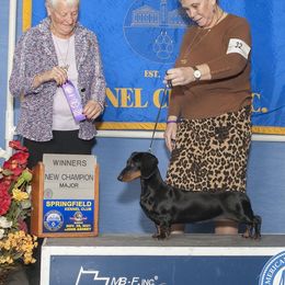 Dachshund All Grown Up from Woodshafen
