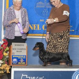 Dachshund All Grown Up from Woodshafen