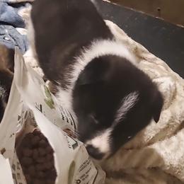 Akita Puppies from Jacqueline Newton's Akitas