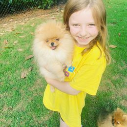 Pomeranian Puppies from Halo Poms