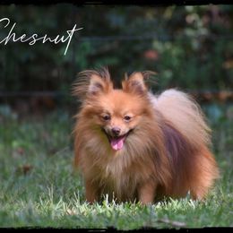Chesnut - Pomeranian