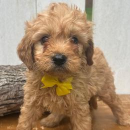 Yellow Heart - Apricot male Goldendoodle puppy in Germantown, Maryland from Honey Blossom Doodles