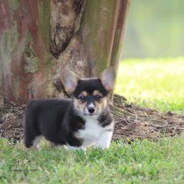 Pembroke Welsh Corgi Puppies from Elderwood Farms