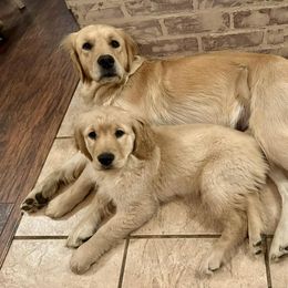 Golden Retriever Puppies from Mountain View Goldens