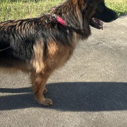 German Shepherds from Centurion Canines