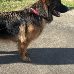 German Shepherds from Centurion Canines