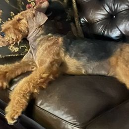 Airedale Terriers from Royal Aire Kennel