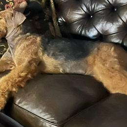 Airedale Terriers from Royal Aire Kennel
