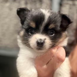 Sugar - Black and tan parti female Pomeranian puppy in Franklin, North Carolina from A&J Cutie Pawtooties