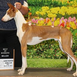 Ibizan Hound All Grown Up from Acires Ibizan Hounds