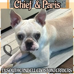 Girl 1 - Seal and white female Boston Terrier puppy in Brazos Point, Texas from TX Southern Belle Bostons