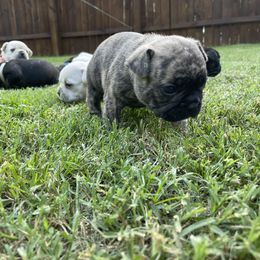 French Bulldog Puppies from Jackie’s French Bulldog’s